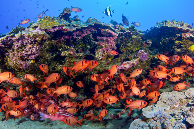 Atlantis Adventure Maui Undersea Submarine Adventure Big Fish Coral 
