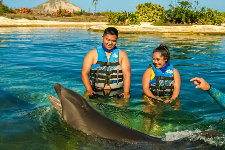 get up close and personal in a dolphin encounter tour sea life park hawaii