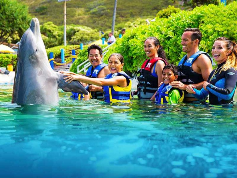 sea life park incredible dolphin encounter family