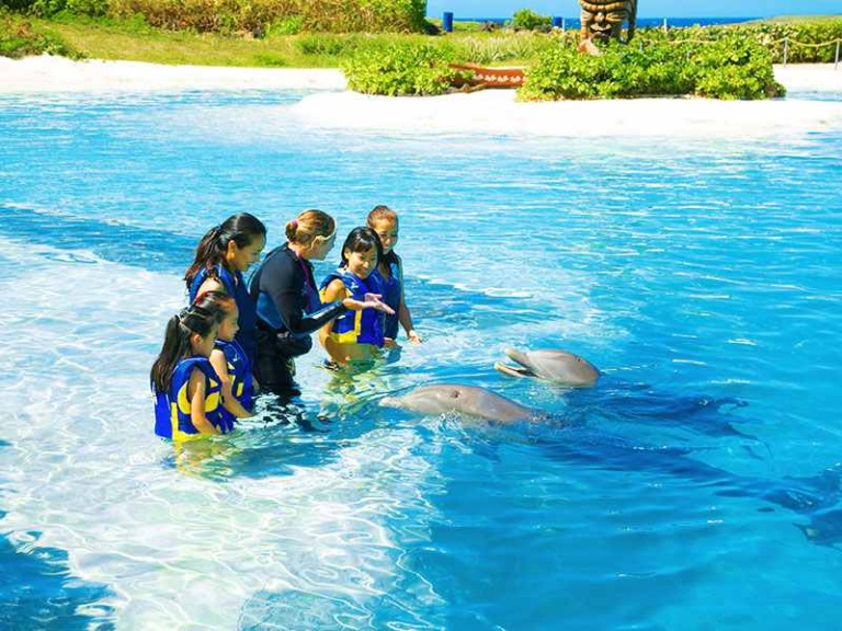 sea life park learn about dolphins from the experts