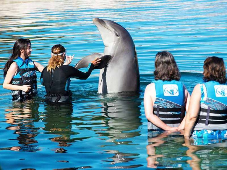 spend time in the water with beautiful dolphin creatures