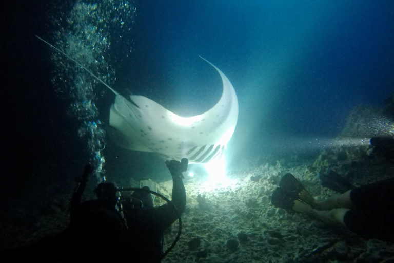 Torpedotours Night Manta Ray Night Snorkel Must Do Deep Water