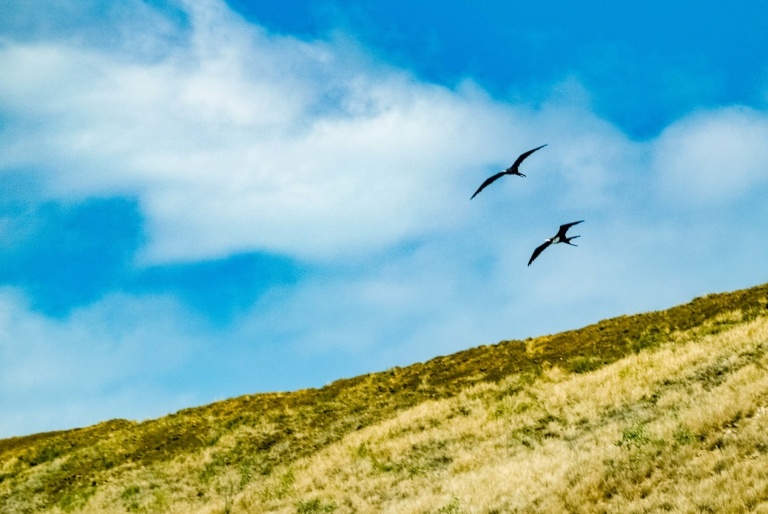 Iwi Birds at Molokini Crater Maui