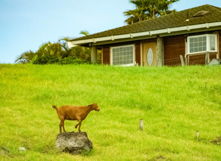Kula Country Goat and House Maui