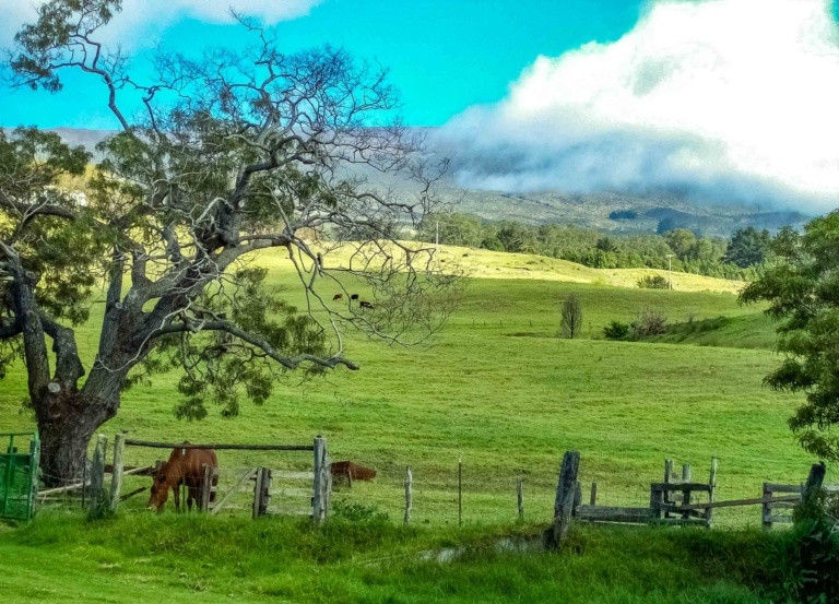 Pasture Lands and Horses at Haleakala Ranch Kula Maui