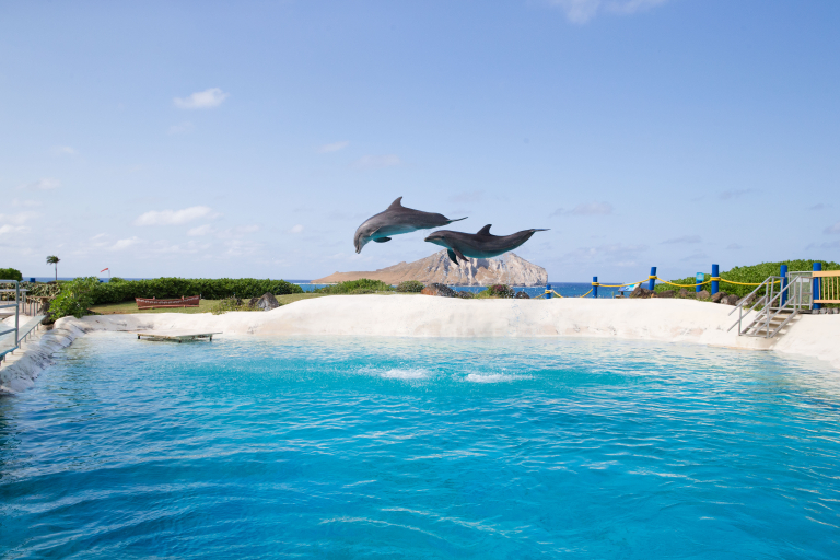 Sea life park dolphin perform slider 