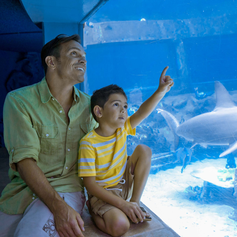 Sea Life Park Father Son Visit Shark Tank 