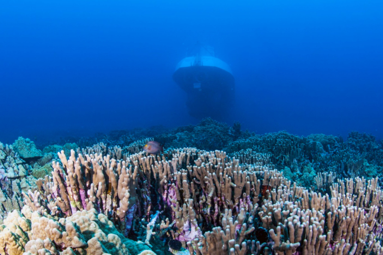 Atlantisadventure Waikiki Submarine Dive Beautiful Reef