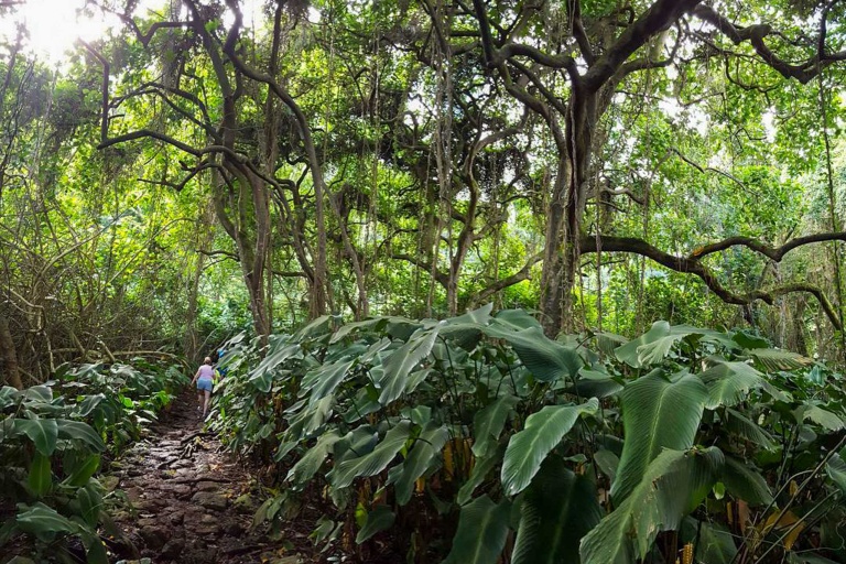 Bikehawaii Oahu Waterfall Hike And Bike Downhill Tour Incredible Views Rainforest