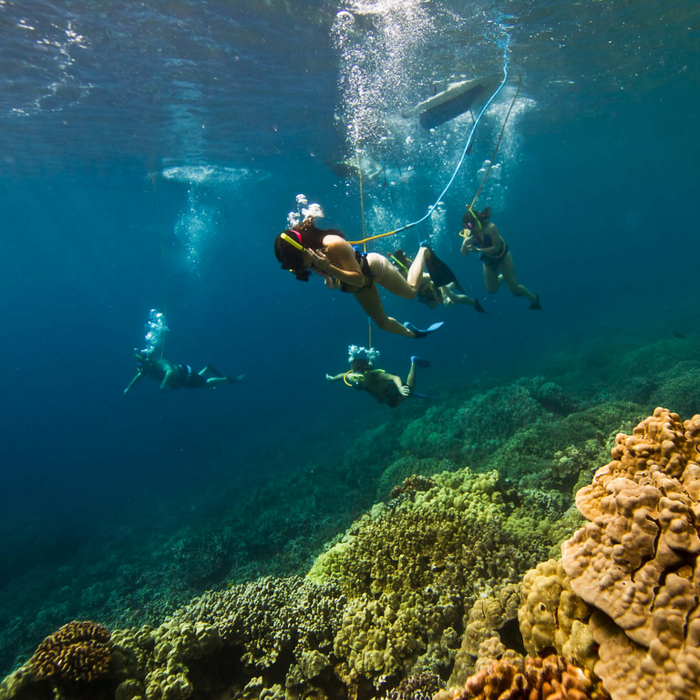 Deluxe Kona Snorkeling Tour And Dolphin Watch Snorkel Reef Tour