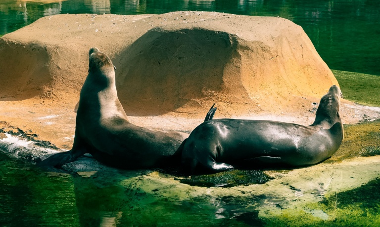 discovering the intelligence of californias sweetest animals during a sea lion encounter sea life park hawaii