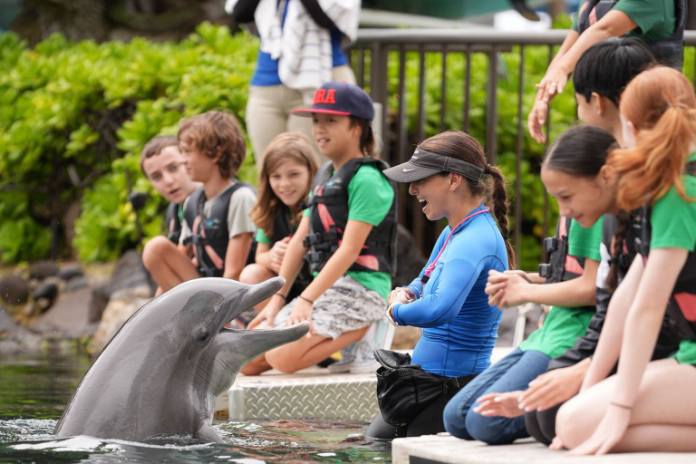 Dolphin Quest Dolphin Playing With Guests