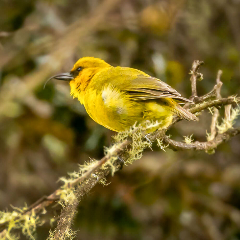 Hawaii Forest Rainforest And Dryforest Bird Watching Tour Cute Yellow Bird
