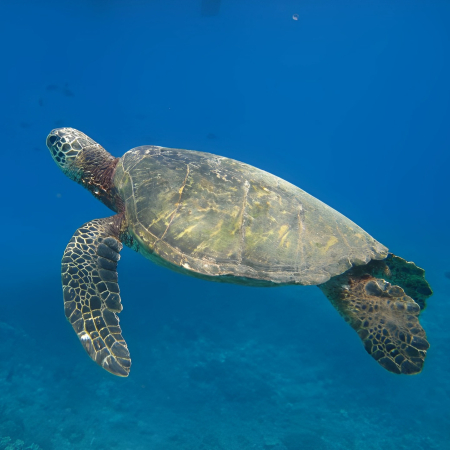 Go Snorkeling With Turtles Off Waikiki | Oahu Tours And Activities