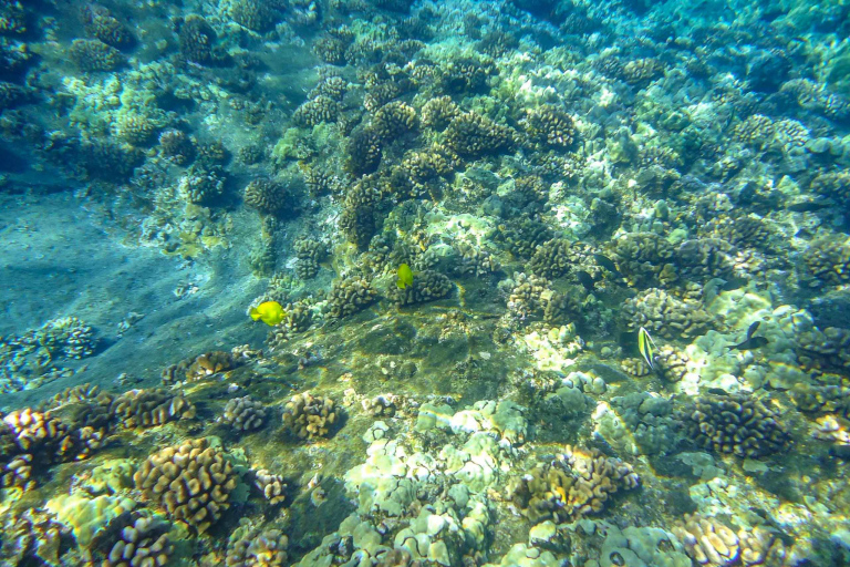 Molokini And Turtle Reef Morning Snorkel Underwater Reef Ocean Snorkel Fish Coral Hawaii 