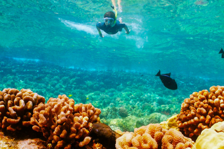Quicksilvermaui Island Of Lanai Snorkel Adventure Coral Reef