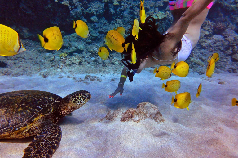 Quicksilvermaui Island Of Lanai Snorkel Adventure Coral Reef Fish Turtle