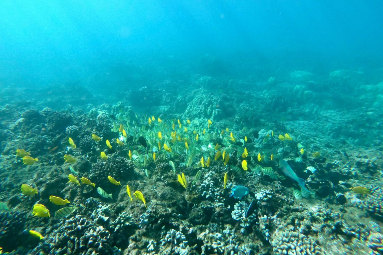 Quicksilvermaui Island Of Lanai Snorkel Adventure Coral Reef Fishs