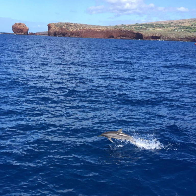 Quicksilvermaui Island Of Lanai Snorkel Adventure Dolphin Slide