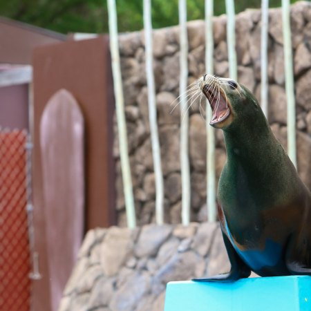 Sealifeparkhawaii Sea Lion Encounter Product