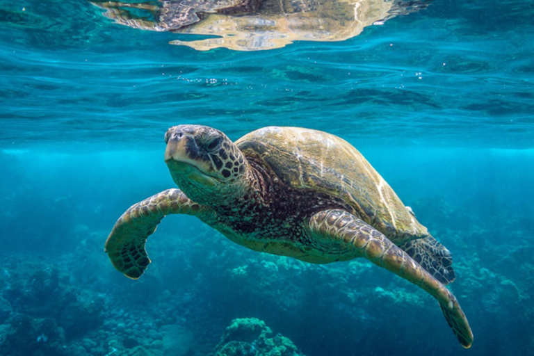 Turtle Guaranteed Snorkel Sail Green Sea Turtle Underwater