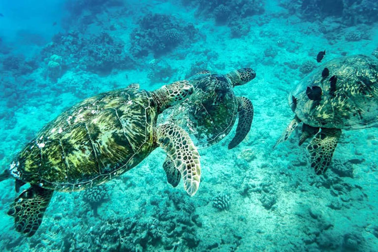 Turtle Guaranteed Snorkel Sail Hawaiian Green Sea Turtles Underwater