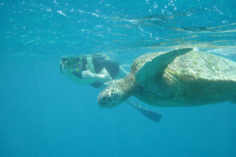 Turtle Guaranteed Snorkel Sail Snorkel With Turtle