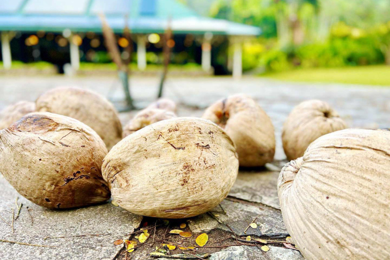 Try Husking And Opening A Coconut With A Stick And A Rock To A Luau At Waimea Valley Feature