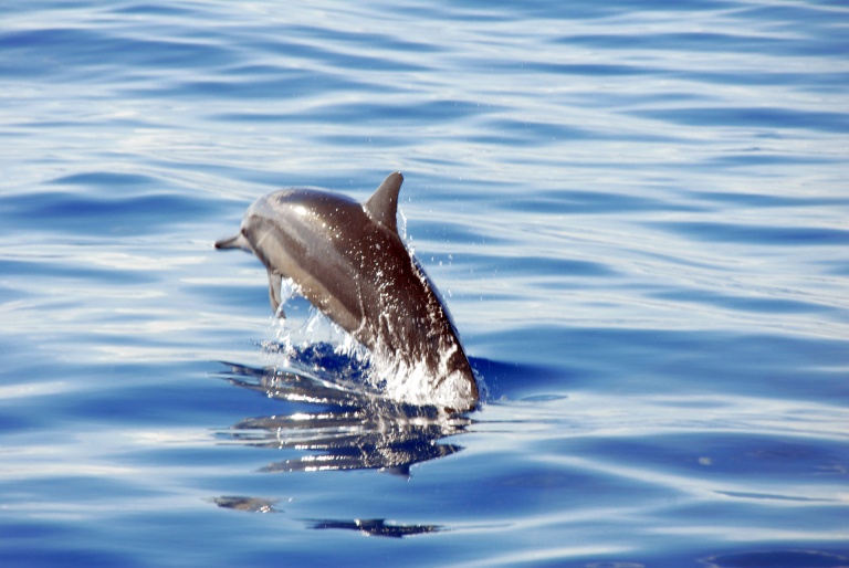 dolphins calmer waters ocean joy cruises