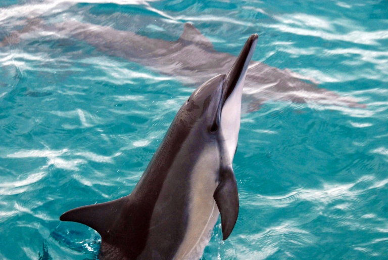 sightseeing dolphins ocean joy cruises