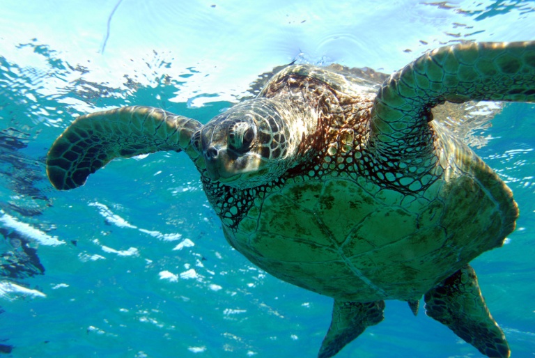 swimming turtle ocean joy cruises