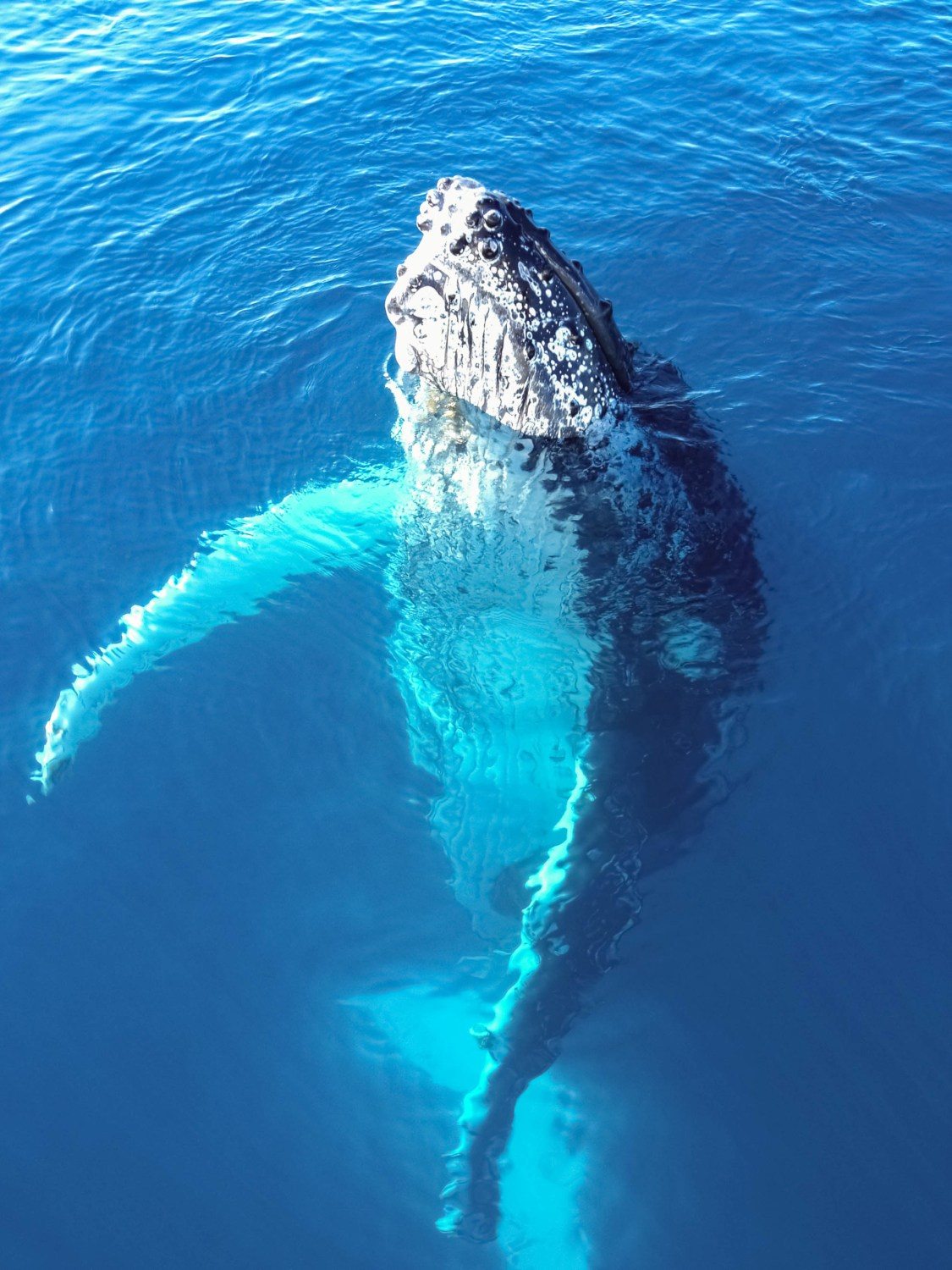 Maui Whale Watching Sailing Tour | Small Group Tour | Hawaii Tours