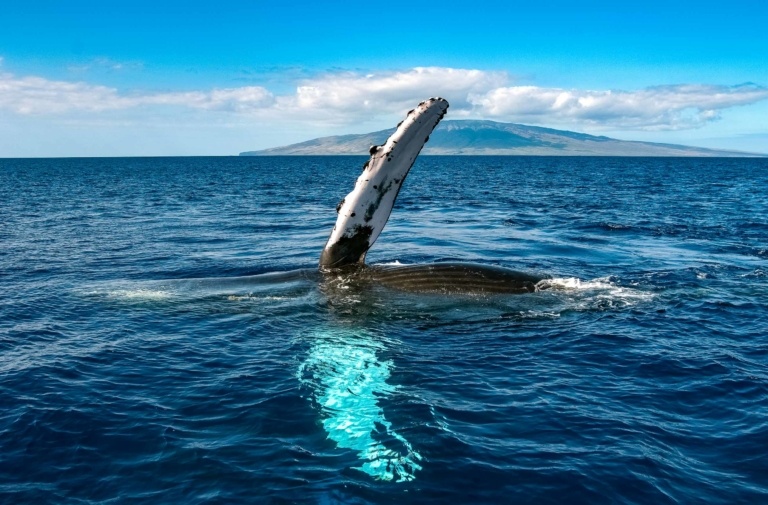 Humpback Whale Fluke Wave