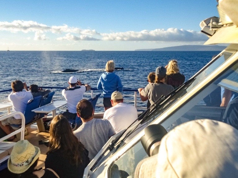 Whale Watching Boat and Whales Maui