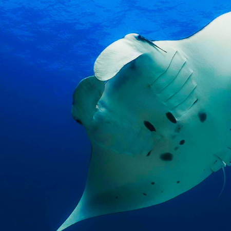 Get Close To The Beautiful Animals Manta Rays Ocean Encounters Big Island Product