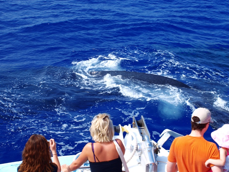 kona whale watch cruise body glove hawaii