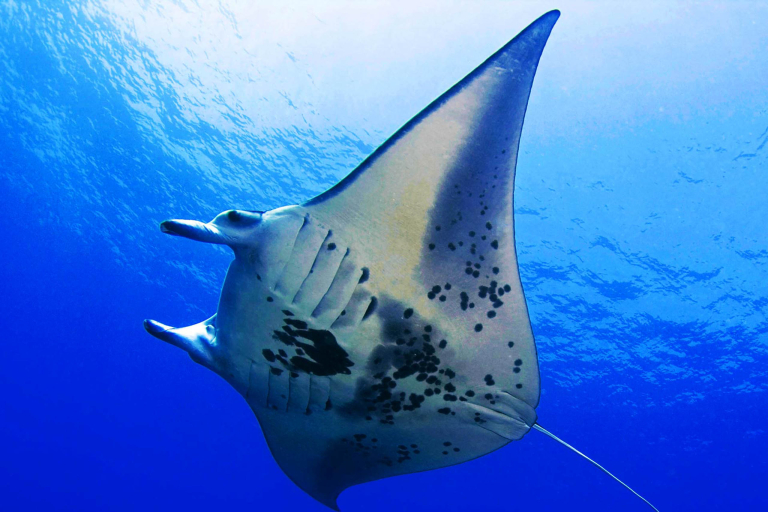 Manta Rays Gentle Giants Of The Sea And Snorkeling With Them Is An Unforgettable Experience Ocean Encounters Big Island 
