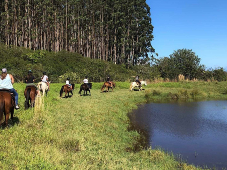 Waileahorsebackadventure Hilo Horseback Riding Tours