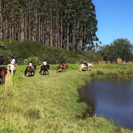 Waileahorsebackadventure Hilo Horseback Riding Tours