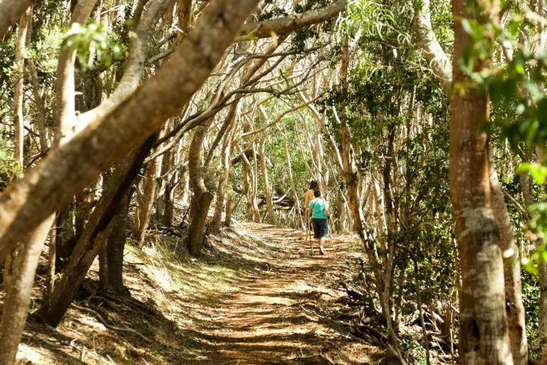 Waimea Canyon Hiking Trial Through Forest Kauai 