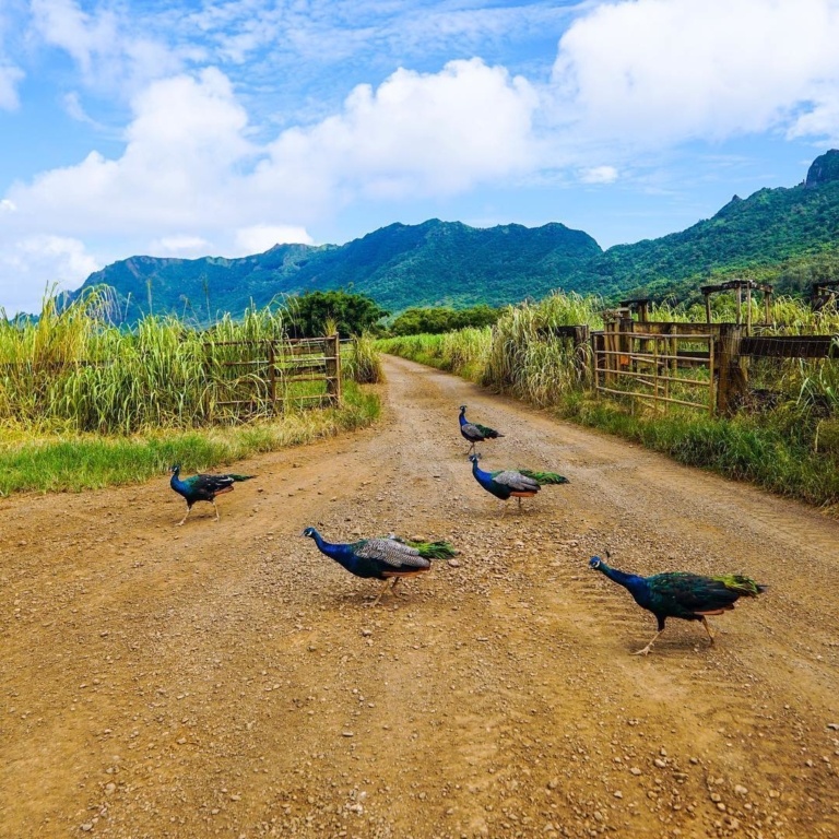Peacock on The Road Kipu Tours Kauai