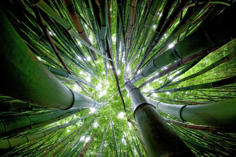 Bamboo Forest at Maui