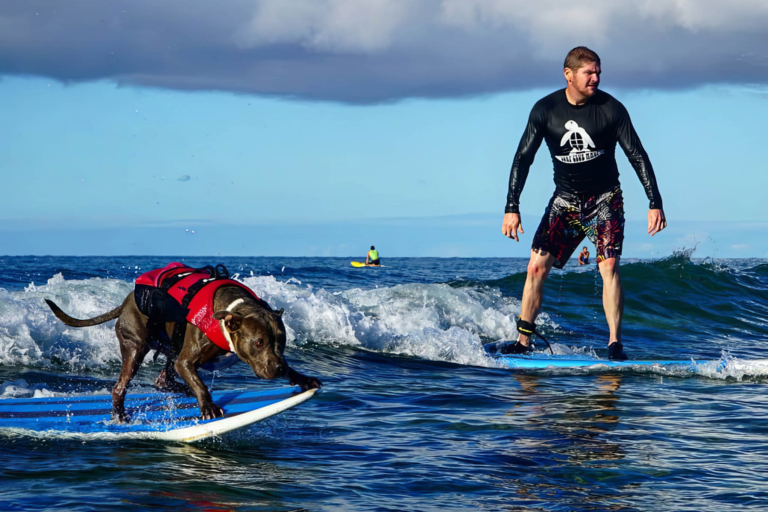 Actionsportsmaui Maui Surfing Safari Need For Fun Man And Dog