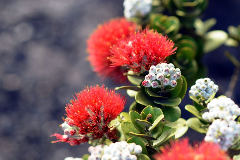 blazing blooms of ohia flowers at the volcano national park big island kailani tours hawaii