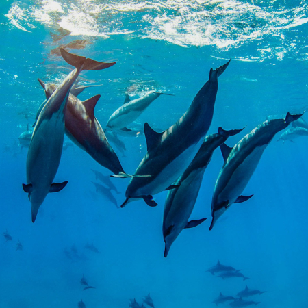 Dolphins Swimming Underwater Ocean Outfitters Hawaii Tours