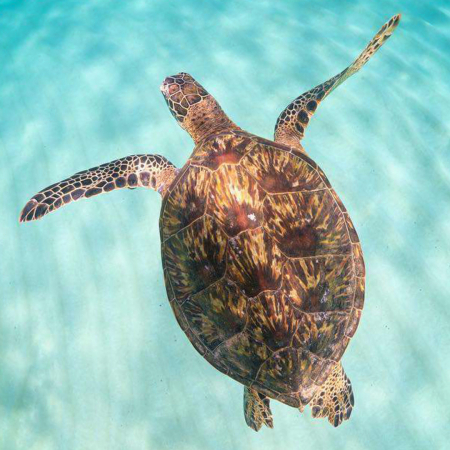 Hawaiiturtletours Circle Island Turtle Snorkel Green Sea Turtles Big One