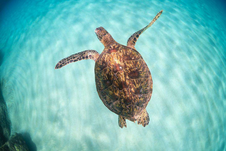 Hawaiiturtletours Circle Island Turtle Snorkel Green Sea Turtles Big One