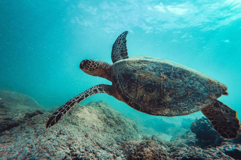 Hawaiiturtletours Circle Island Turtle Snorkel Green Sea Turtles Clear Water