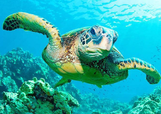 Hawaiiturtletours Circle Island Turtle Snorkel Slide Big Turtle
