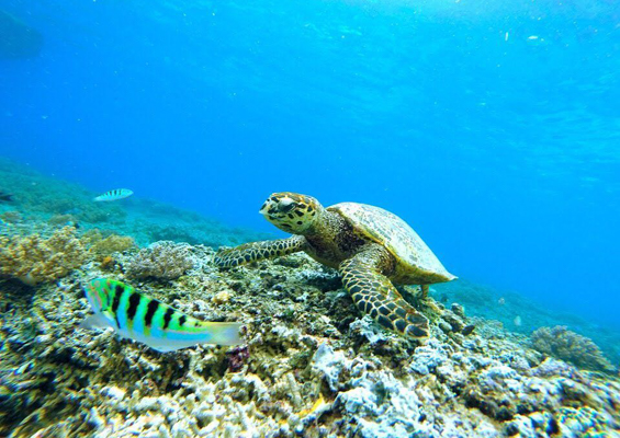Hawaiiturtletours Circle Island Turtle Snorkel Slide Closeup